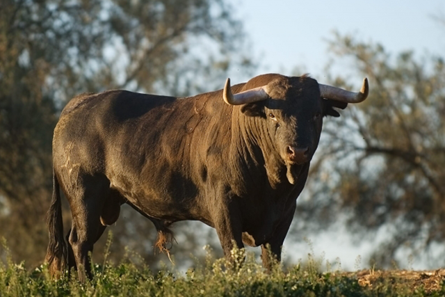Bulls